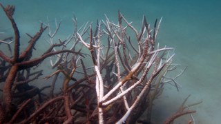 The Great Barrier Reef Is Even Worse Off Than We Thought